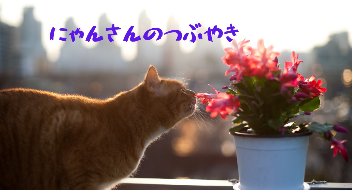 花を嗅ぐ猫